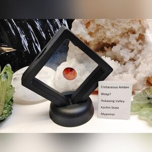 Polished Red Amber Specimen with Insect in Display Case